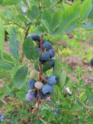 ブルーベリー.jpg